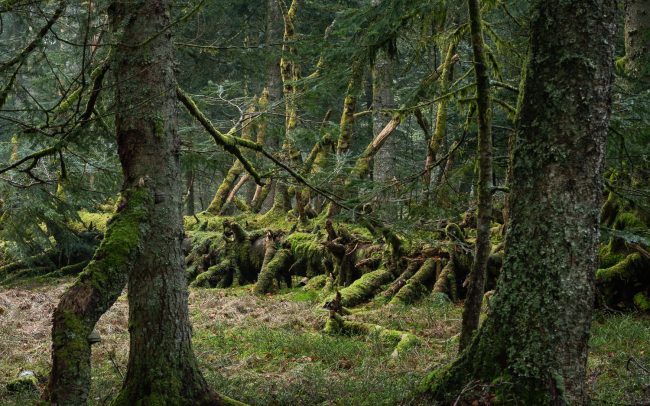 Frederic Demeuse-forest-photography-primeval forest-forgotten-places
