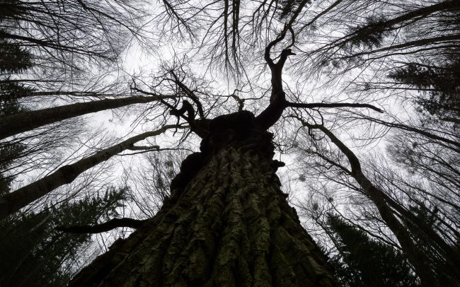Frederic-Demeuse-photography-natural-elements-Old-oak-Bialowieza
